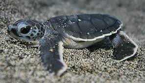 Baby Turtle